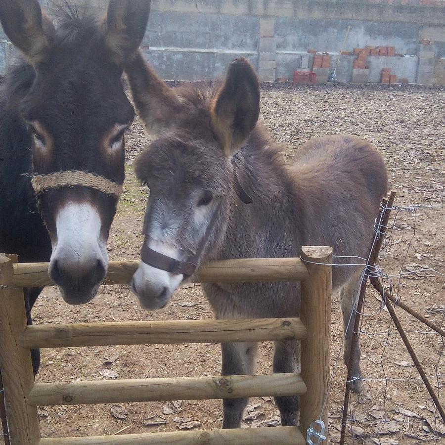Ca La Mati Apartman Beceite Kültér fotó